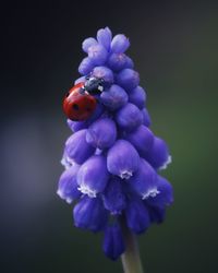 Close-up of ladybug on purple flower