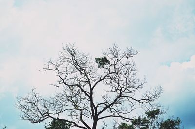 Low angle view of bare tree against sky