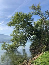 Trees by lake in forest against sky