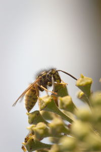 Close-up of insect on leaf