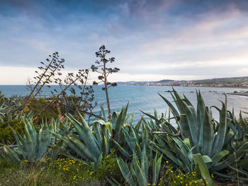 Cactus in the cliffs of casares, malaga, spain