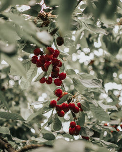 Close-up of berries growing on tree