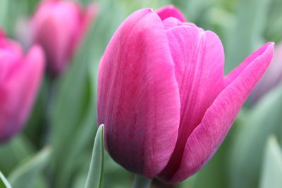 Close-up of pink tulip