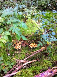 High angle view of mushrooms growing on field