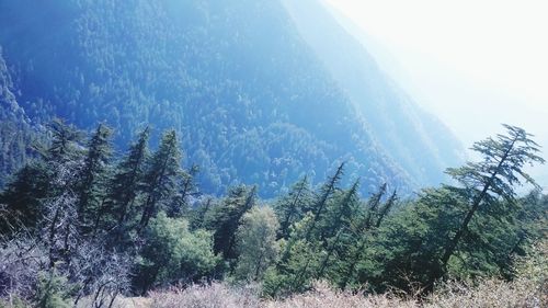 Scenic view of trees