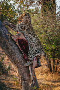 View of cat on tree trunk