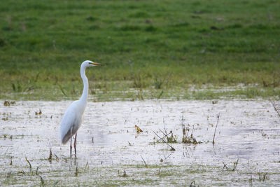 White heron in the sea