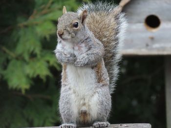 Close-up of squirrel standing on two feet