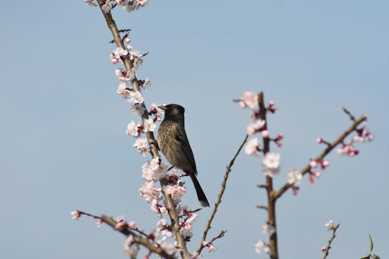 LOW ANGLE VIEW OF BIRD PERCHING ON CHERRY BLOSSOM TREE