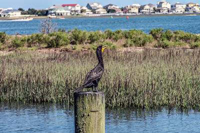 Bird perching on wooden post by river against sky