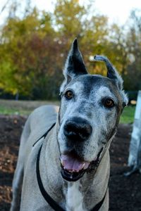 Close-up portrait of dog