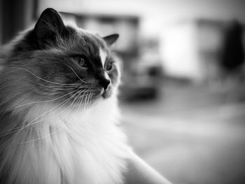 Close-up of ragdoll cat in black and white 