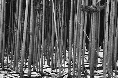 Full frame shot of bamboo trees in forest