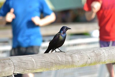 Close-up of raven perching on bamboo