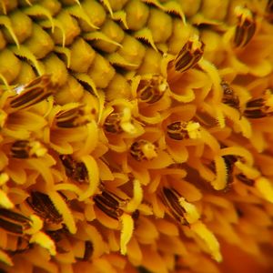 Full frame shot of yellow flowers