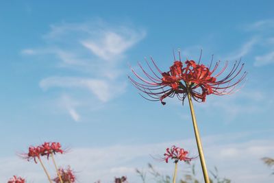 Low angle view of red flowers against sky