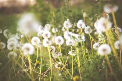 Close-up of white flowering plants on field