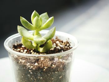 Close-up of potted plant