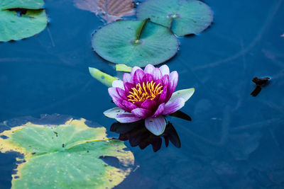 High angle view of water lily on pond 