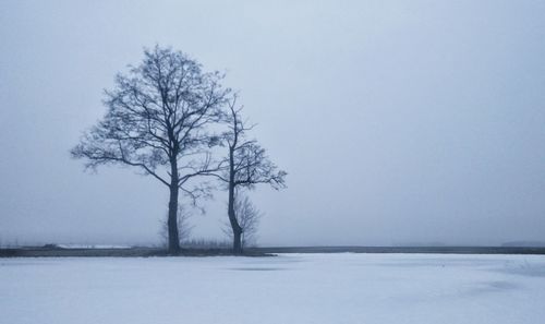 Bare tree on snow covered landscape against clear sky
