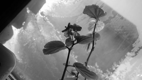 Close-up of plant against sky