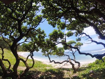 Trees on landscape against sky