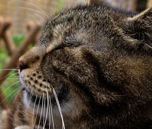 Close-up of a cat with eyes closed