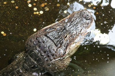 High angle view of turtle in lake