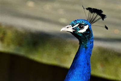 Close-up of a peacock