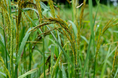 Close-up of crops growing on field