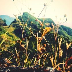 Plants growing on mountain
