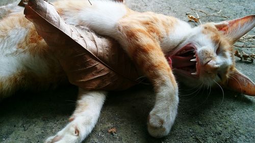 Close-up of brown cat yawning on field