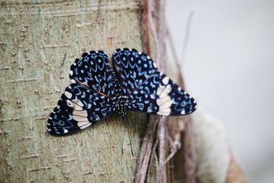 Close-up of butterfly