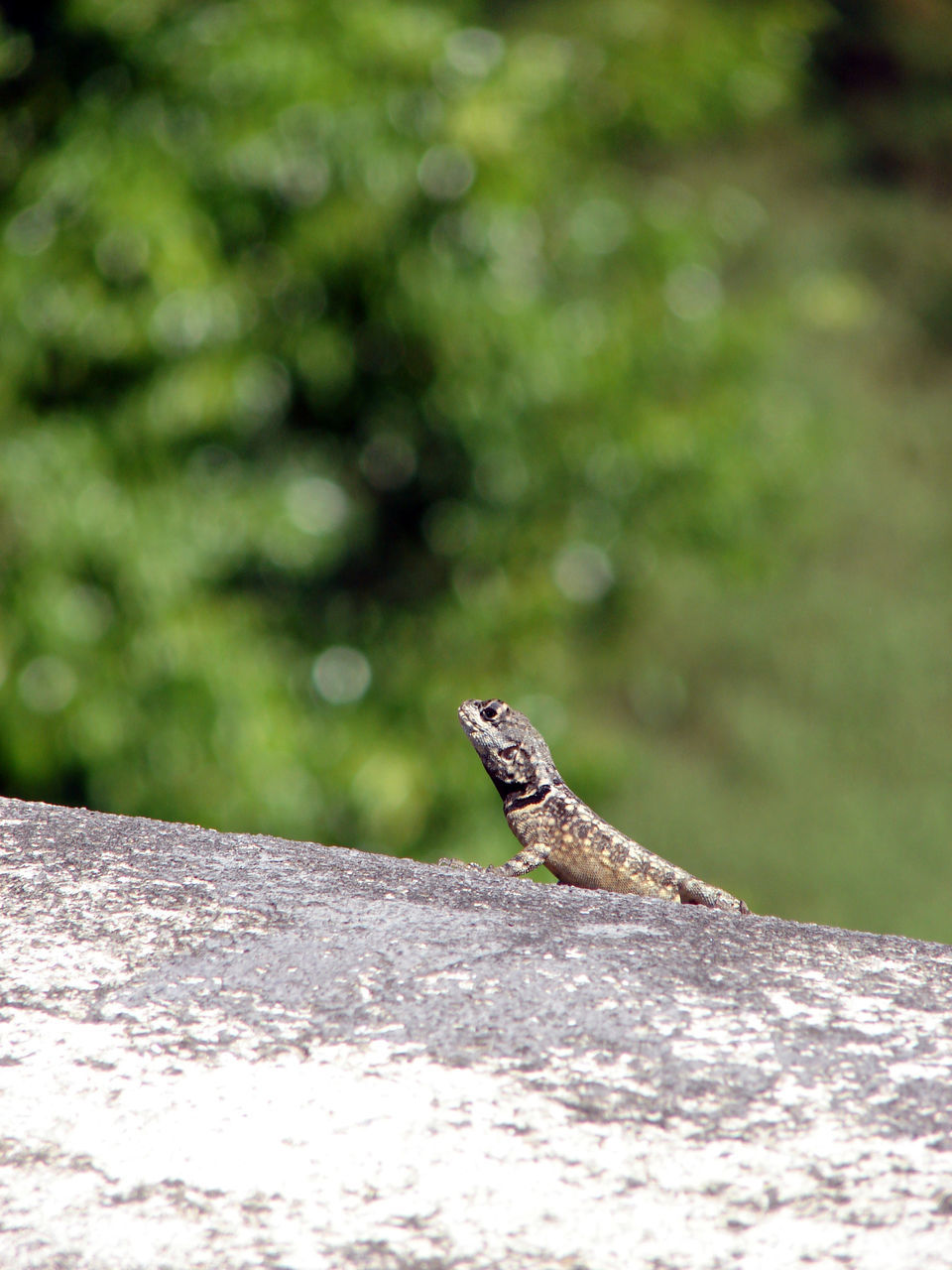 CLOSE-UP OF LIZARD ON ROCK OUTDOORS