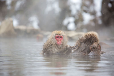 Monkey in a forest
