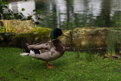 Close-up of mallard duck on grassy field