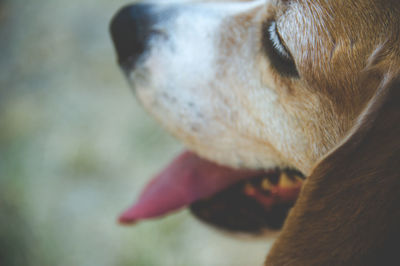 Close-up of dog