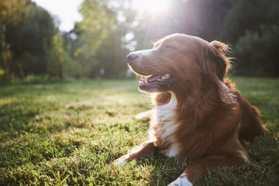 Portrait of happy dog in the countryside. nova scotia duck tolling retriever on meadow at  sunset.