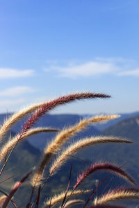 Close-up of stalks against blue sky