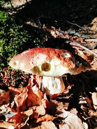 Close-up of mushroom growing on field