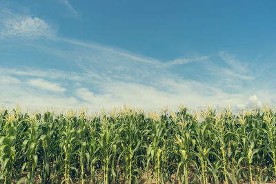 Crops growing on field against sky