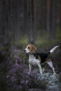 Dog looking away on field