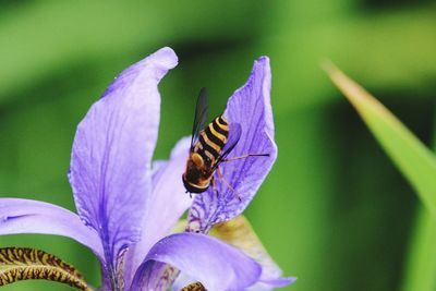 Close-up of butterfly pollinating on purple flower