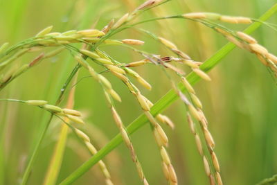 Close-up of fresh green plant