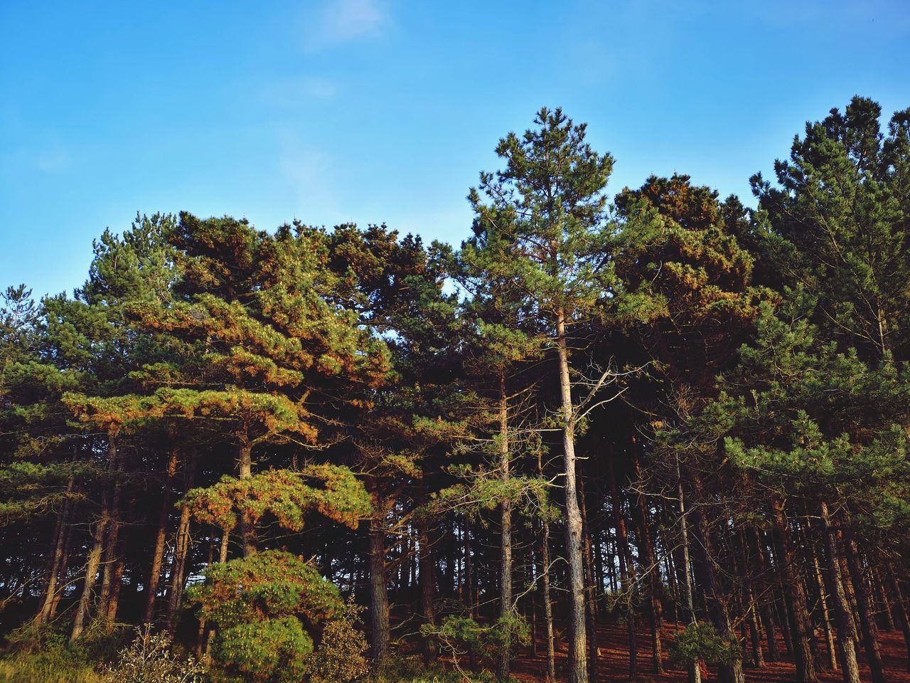 tree, plant, sky, growth, beauty in nature, tranquility, nature, forest, no people, tranquil scene, land, non-urban scene, low angle view, day, scenics - nature, green color, outdoors, idyllic, autumn, change