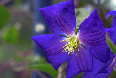 Close-up of purple flowering plant