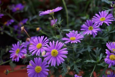 Close-up of purple flowers blooming outdoors
