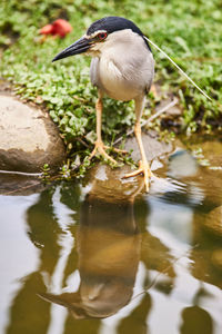 Close-up of bird in lake