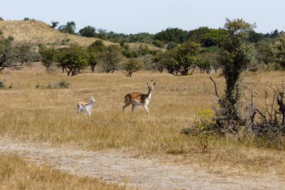 Deer walking on grassy field against clear sky