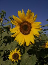 Close-up of sunflower against sky